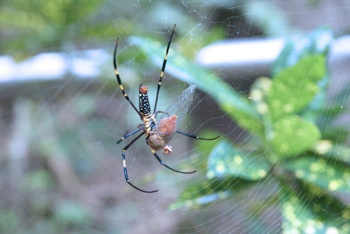 Flying Spiders