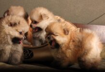 Pomeranians Puppies