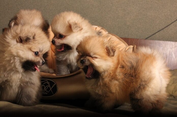 Pomeranians Puppies