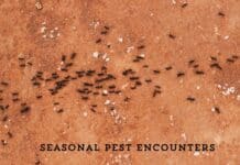 Seasonal Pest Encounters
