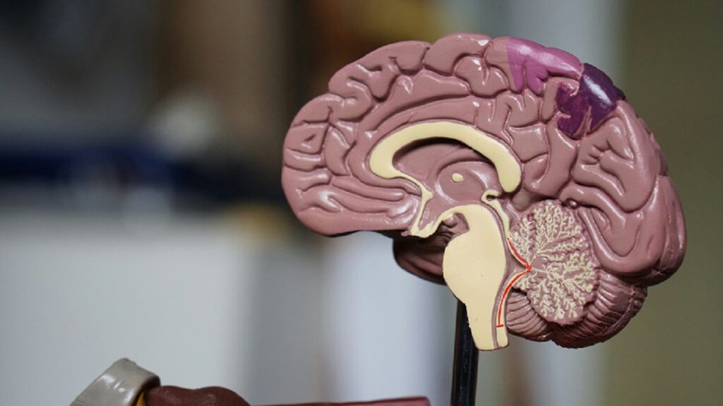 Brain Is Involved in Your Motivation