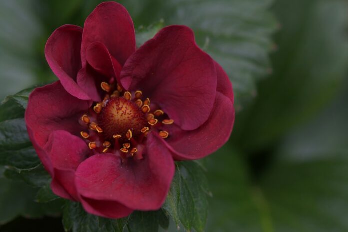 Flower Food