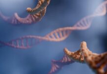 chromosomes