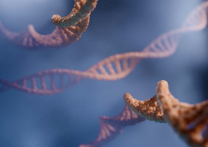 chromosomes