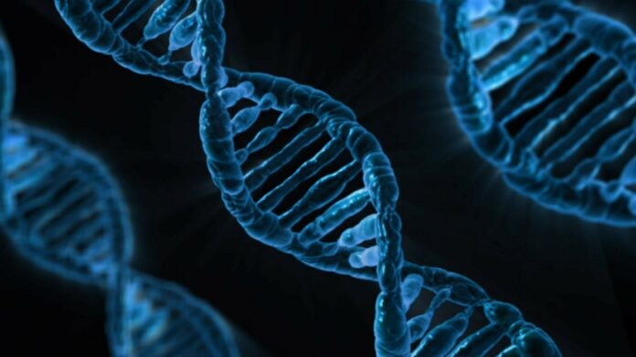 homologous pairs of chromosomes