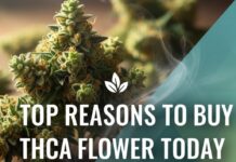 Top Reasons to Buy THCA Flower Today: Unveiling Unmatched Wellness THCA Flower