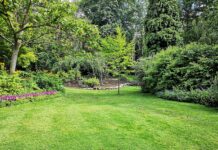 Why Moss Thrives in Your Lawn (and How to Stop It Coming Back) Moss Thrives in Your Lawn