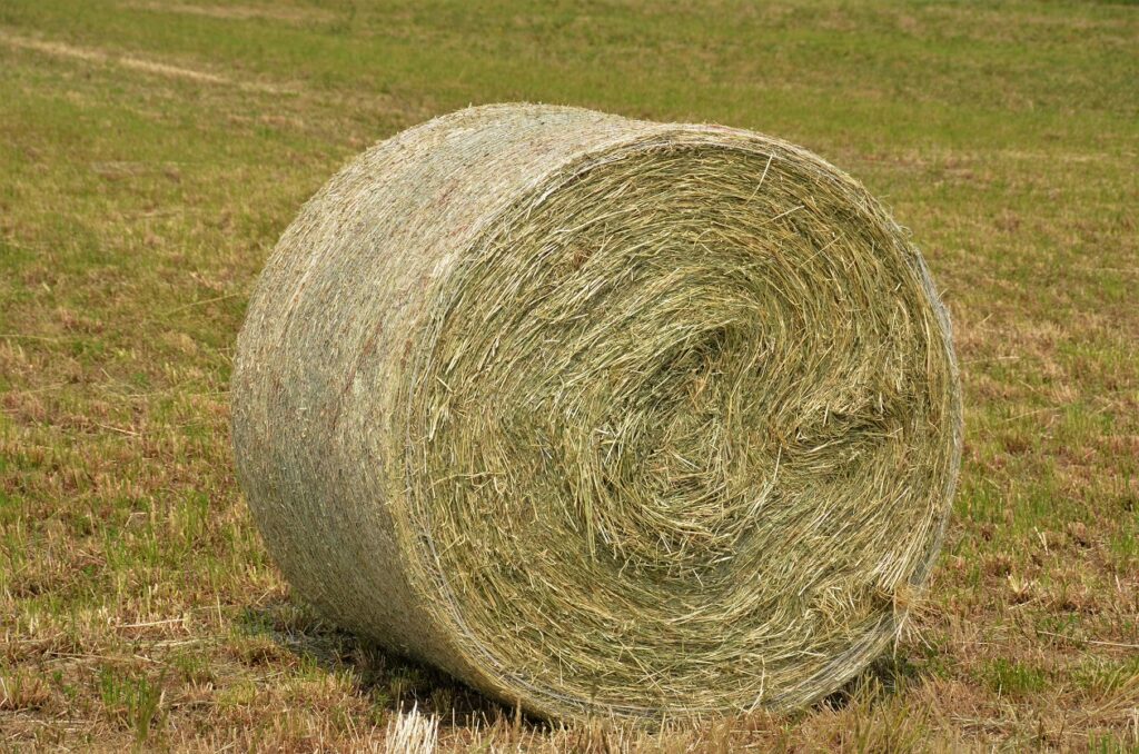 Alfalfa Hay