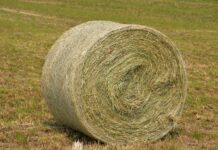 How to Start Trading on the Globy Platform: Buying Alfalfa Hay on the B2B Marketplace Alfalfa Hay